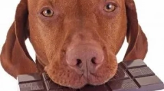 Šokovaný: prečo psi nemôžu byť čokoláda